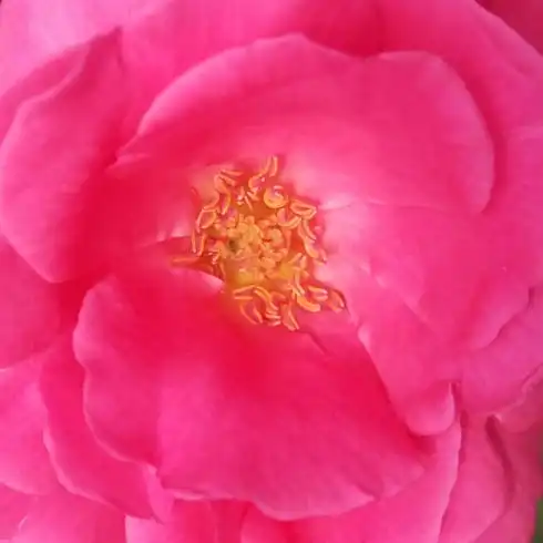 Comanda trandafiri online - Roz - trandafir china - trandafir cu parfum intens - Rosa Frau Dr. Schricker - Johannes Felberg-Leclerc - ,-